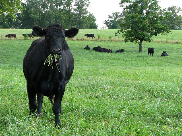 Cattle Ranching and Farming